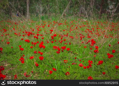 Field of red anemones