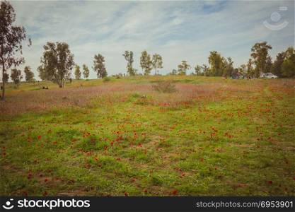 Field of red anemones