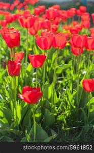 Field of red colored tulips . Field of red colored tulips with starburst sun