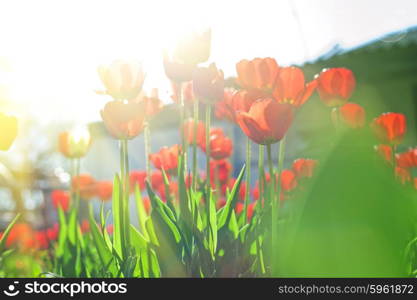 Field of red colored tulips . Field of red colored tulips with starburst sun