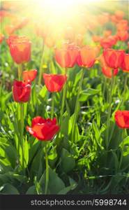 Field of red colored tulips . Field of red colored tulips with starburst sun