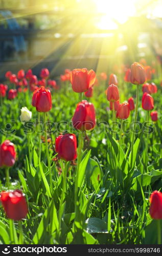 Field of red colored tulips . Field of red colored tulips with starburst sun