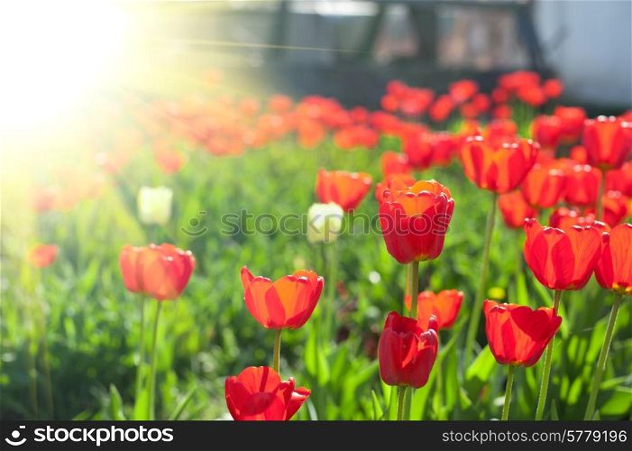 Field of red colored tulips with starburst sun. tulips