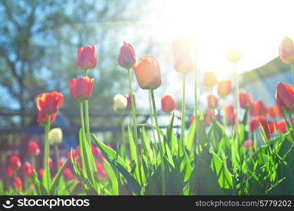 Field of red colored tulips with starburst sun. tulips