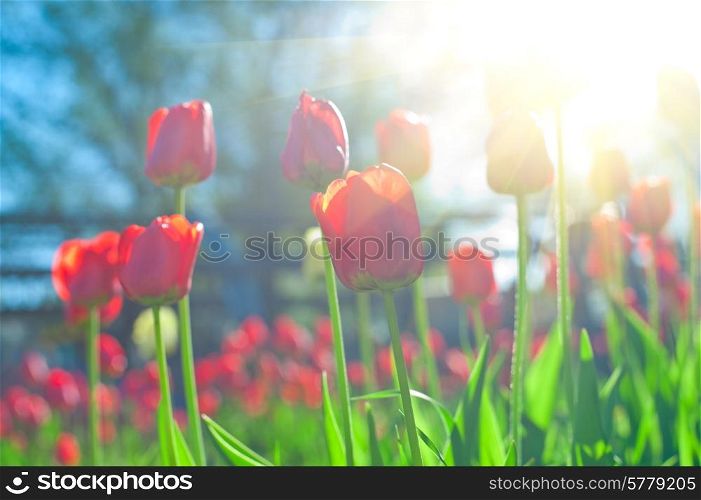 Field of red colored tulips with starburst sun. tulips