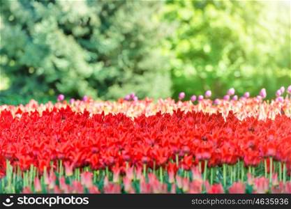 Field of red tulips in the green sunny park