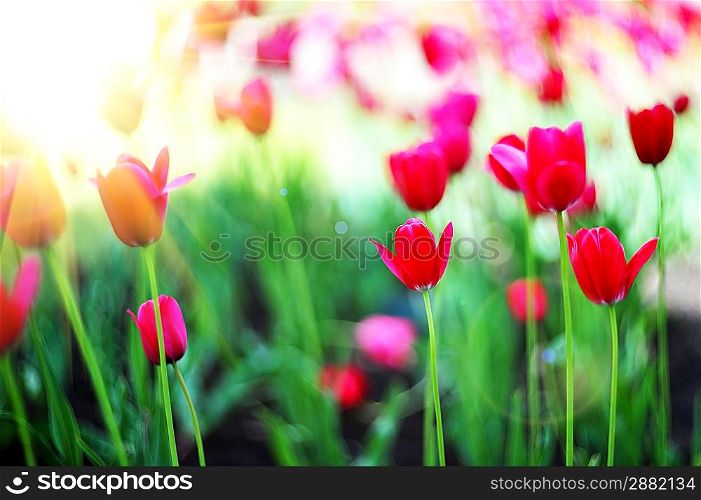 Field of red tulips with green leaves