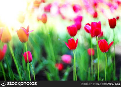 Field of red tulips with green leaves