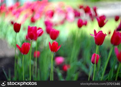 Field of red tulips with green leaves