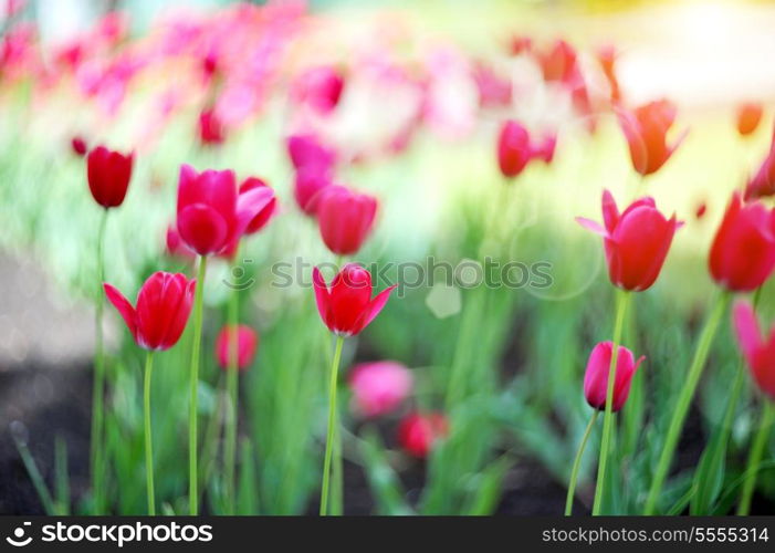 Field of red tulips with green leaves