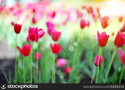 Field of red tulips with green leaves