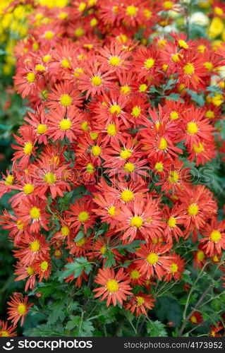 Field of red-yellow and orange chrysanthemums.