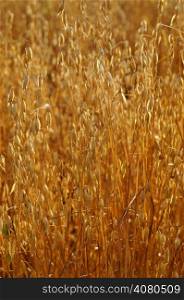 Field of ripe oats sunlit