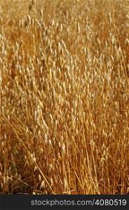Field of ripe oats sunlit
