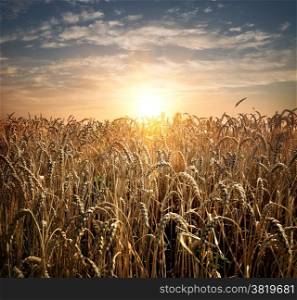 Field of ripe wheat at the sunset
