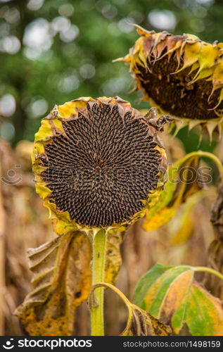 Field of ripened sunflowers, ready to harvest seeds. Autumn harvest. Farmer field.. Field of ripened sunflowers, ready to harvest seeds. Autumn harvest.