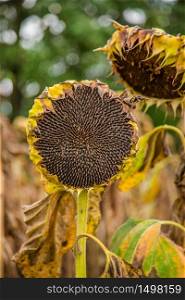Field of ripened sunflowers, ready to harvest seeds. Autumn harvest. Farmer field.. Field of ripened sunflowers, ready to harvest seeds. Autumn harvest.