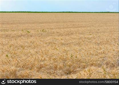 Field of ripened wheat in summer time