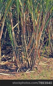 Field of Saccharum officinarum. Sugarcane is any of several species of tall perennial true grasses of the genus Saccharum