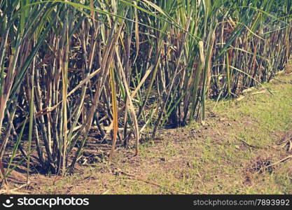 Field of Saccharum officinarum. Sugarcane is any of several species of tall perennial true grasses of the genus Saccharum