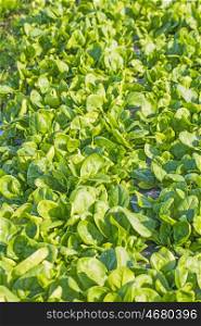 field of spinach