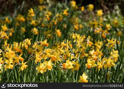 Field of spring daffodils at Royal Horticultural Society garden