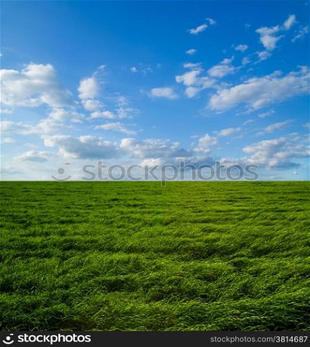 field of spring grass