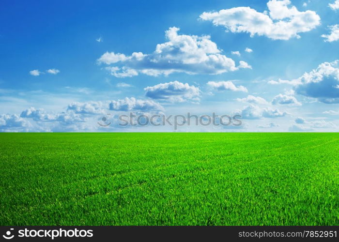 field of spring grass and beautiful sky