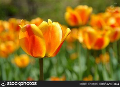 Field of spring orange tulips in full bloom.