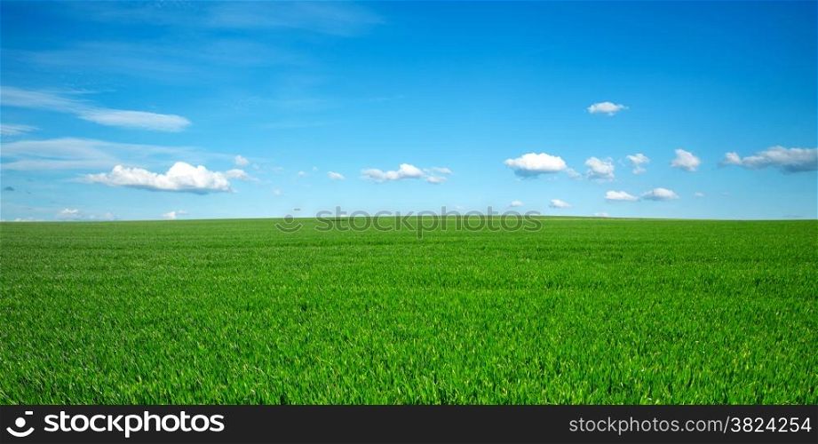Field of summer grass and bright blue sky