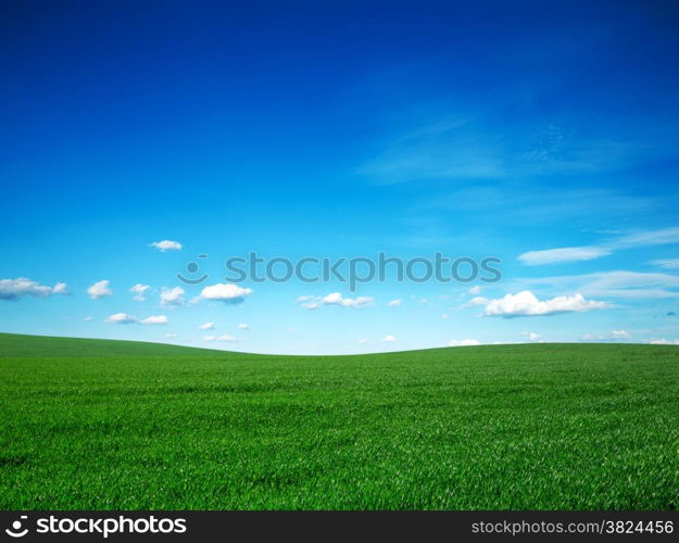 Field of summer grass and bright blue sky