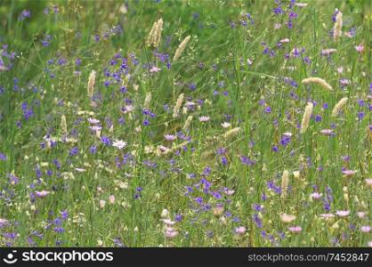 Field of summer violet larkspur flowers