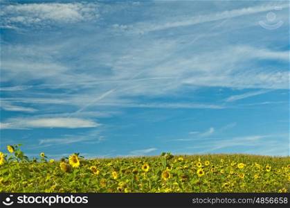 field of sunflower. sunflower