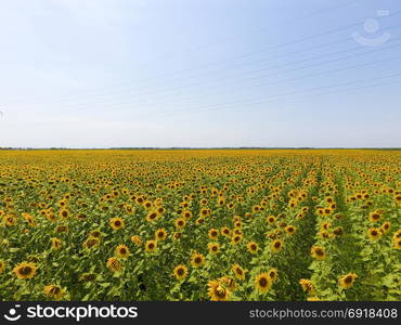 Field of sunflowers. Aerial view of agricultural fields flowering oilseed. Top view.. Aerial view of agricultural fields flowering oilseed. Field of sunflowers. Top view.