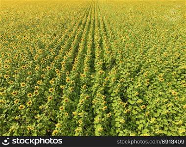 Field of sunflowers. Aerial view of agricultural fields flowering oilseed. Top view.. Aerial view of agricultural fields flowering oilseed. Field of sunflowers. Top view.