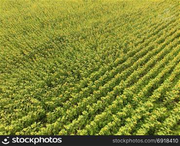Field of sunflowers. Aerial view of agricultural fields flowering oilseed. Top view.. Aerial view of agricultural fields flowering oilseed. Field of sunflowers. Top view.