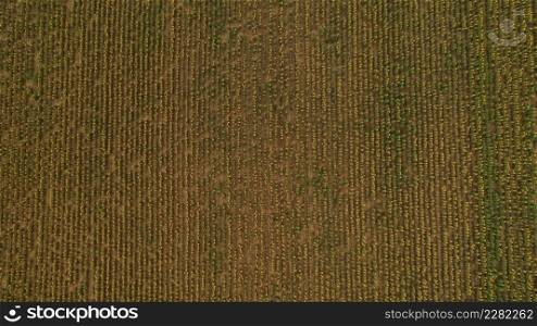 Field of sunflowers. Aerial view of agricultural fields flowering oilseed. Top view. Field of sunflowers. Aerial view of agricultural fields flowering oilseed. Top view.
