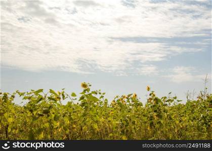 field of sunflowers against the Sunny sky with clouds. sunflower against the sky