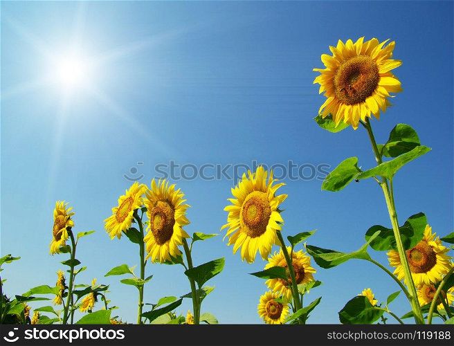 field of sunflowers and blue sun sky 