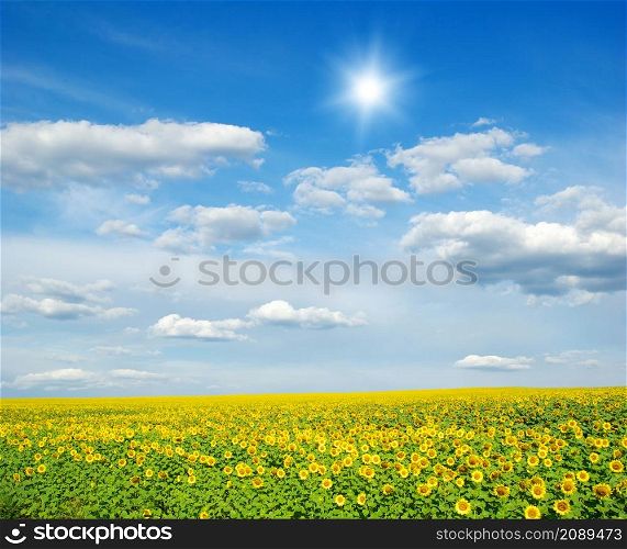 field of sunflowers and blue sun sky