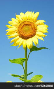 field of sunflowers and blue sun sky