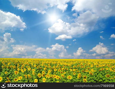 field of sunflowers and blue sun sky