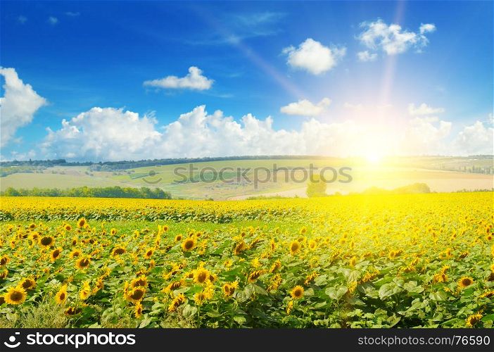 field of sunflowers and sun rise