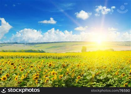 field of sunflowers and sun rise
