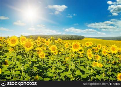 Field of sunflowers and sun rise. Bright beautiful agricultural landscape.