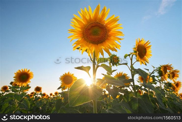Field of sunflowers at sunset. Composition of nature.