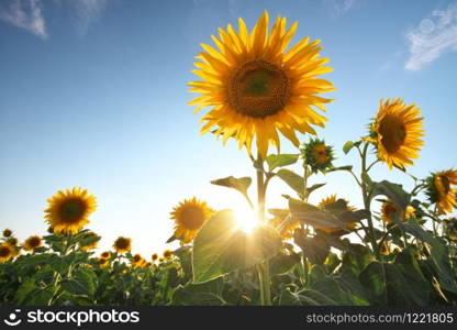 Field of sunflowers. Composition of nature.