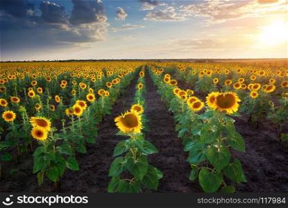 Field of sunflowers. Composition of nature. . Field of sunflowers.