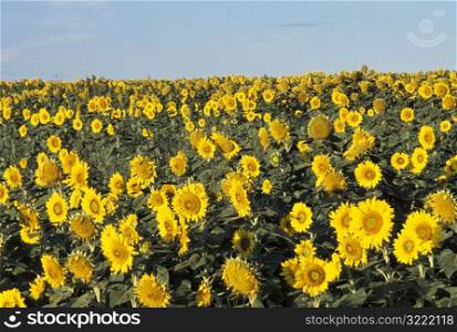 Field of Sunflowers in Nebraska