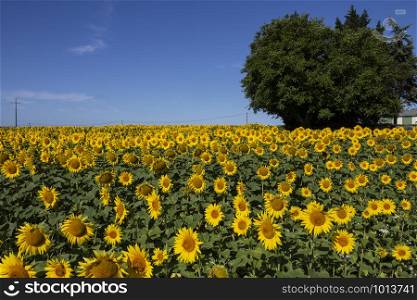 Field of sunflowers in the Dordogne region of France.